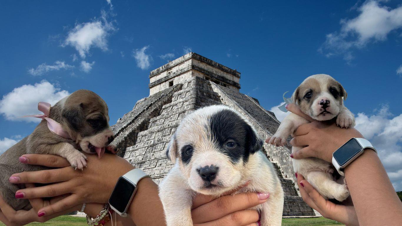 ¿Cómo puedo adoptar a uno de estos cachorros?. Foto: Canva y Z.A. y Gran Museo de Chichén Itzá