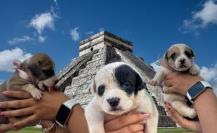 Cachorros de Chichén Itzá buscan hogar: ¿Estás listo para adoptar?