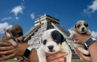 Cachorros de Chichén Itzá buscan hogar: ¿Estás listo para adoptar?