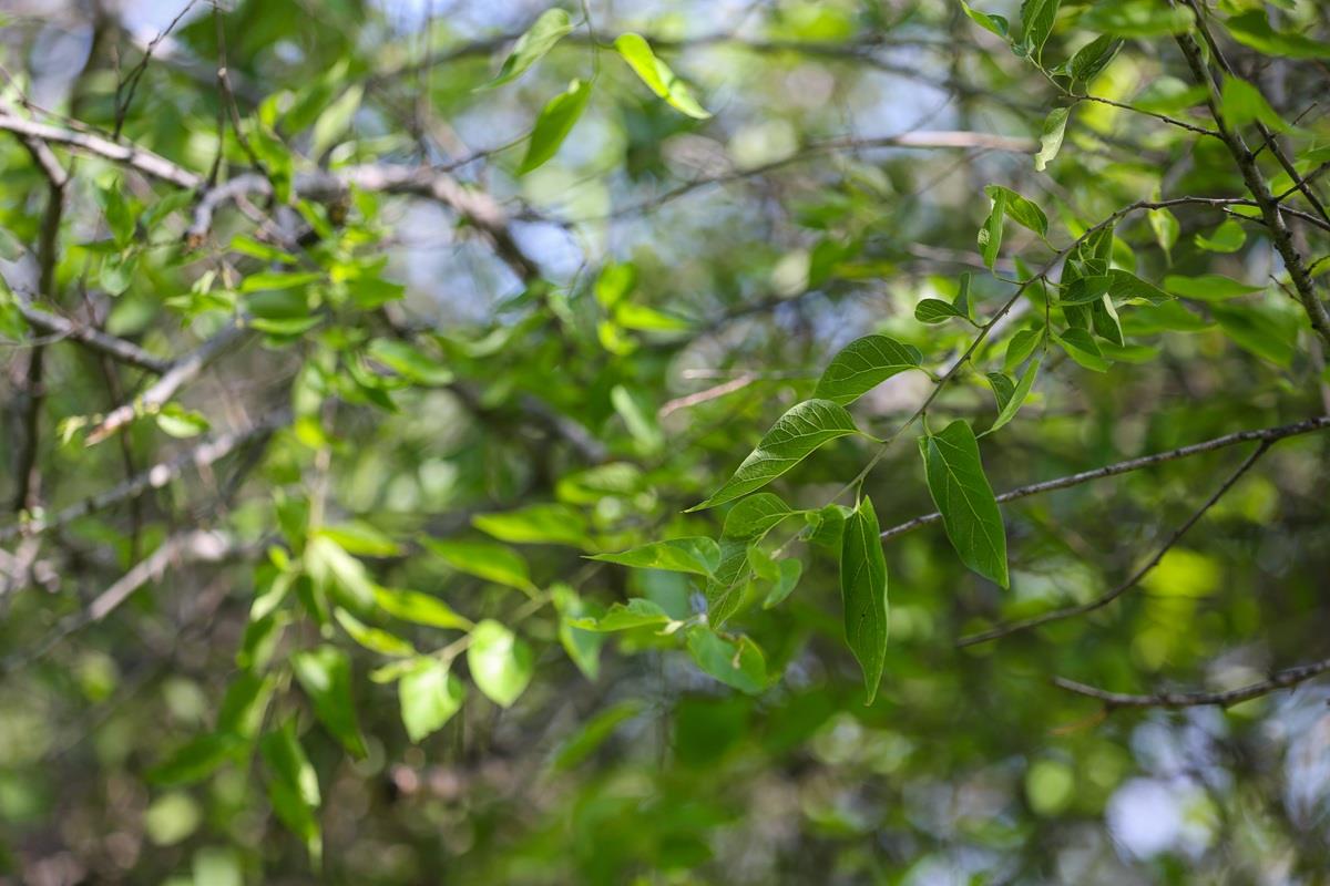 El palo blanco es un árbol nativo de Nuevo León que destaca por su rápido crecimiento. Foto: UANL