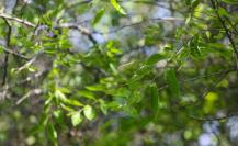 Estas son las cualidades del Palo Blanco, árbol nativo de Nuevo León