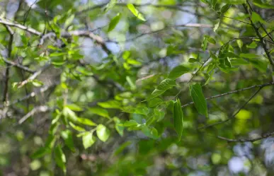 Estas son las cualidades del Palo Blanco, árbol nativo de Nuevo León