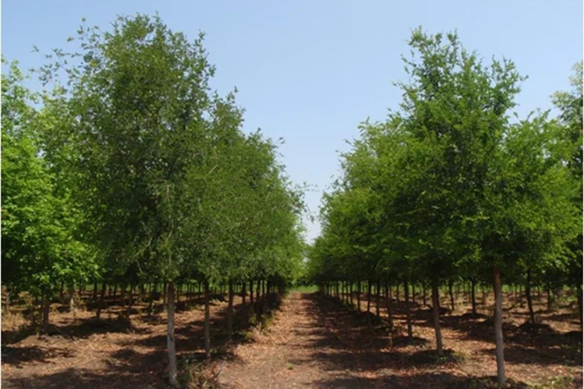 Las hojas del olmo sirven como alimento para ganado. Foto: Viveros Regionales