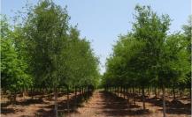 Estos son los materiales que produce el Olmo, árbol nativo de Nuevo León