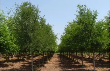 Estos son los materiales que produce el Olmo, árbol nativo de Nuevo León