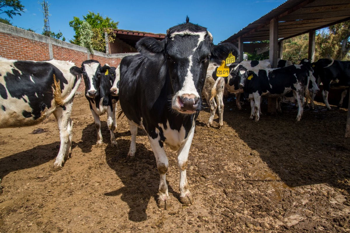 La ganadería mexicana tiene un impacto económico de 626 mil millones de pesos. Créditos: X (@Agricultura_mex)