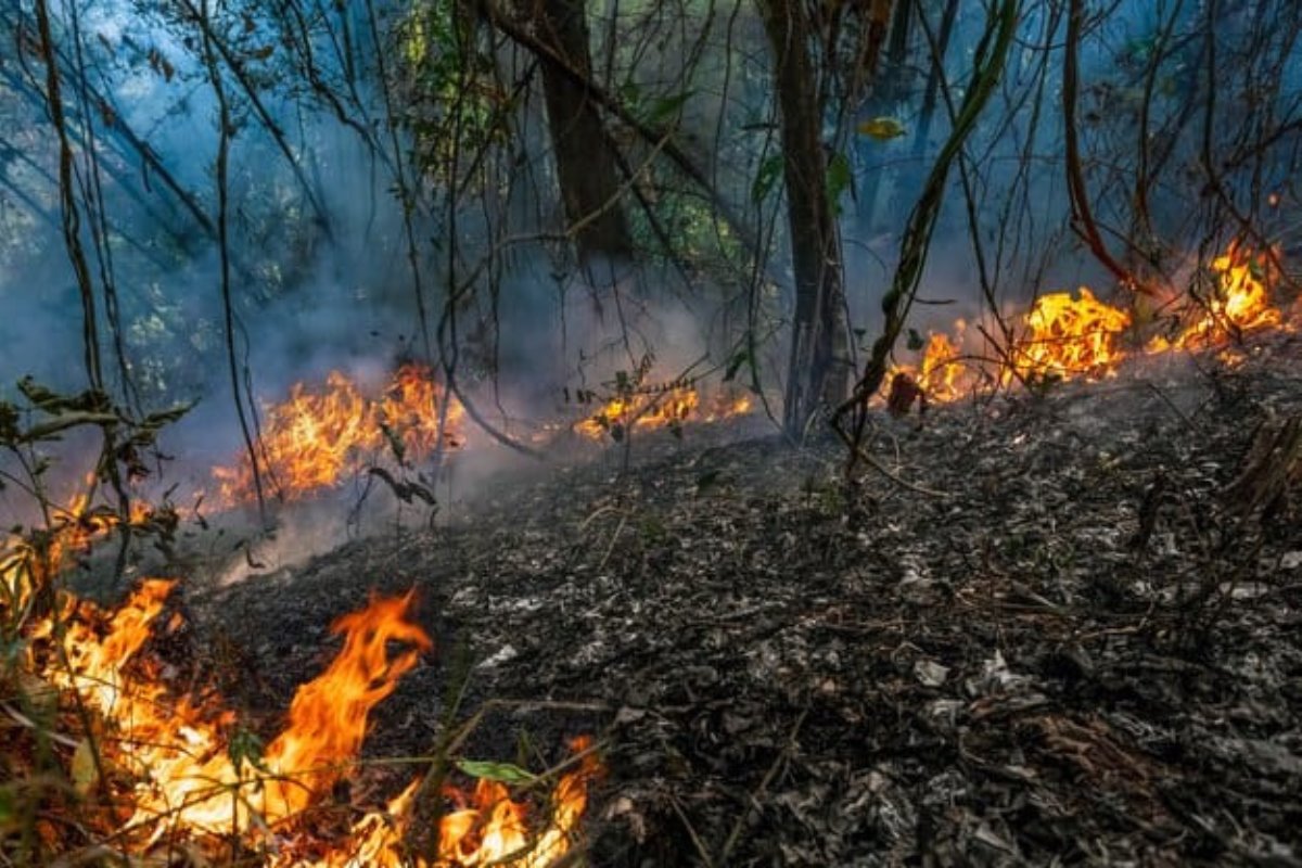 Se registra segundo incendio forestal en Tamaulipas | Foto: redes sociales