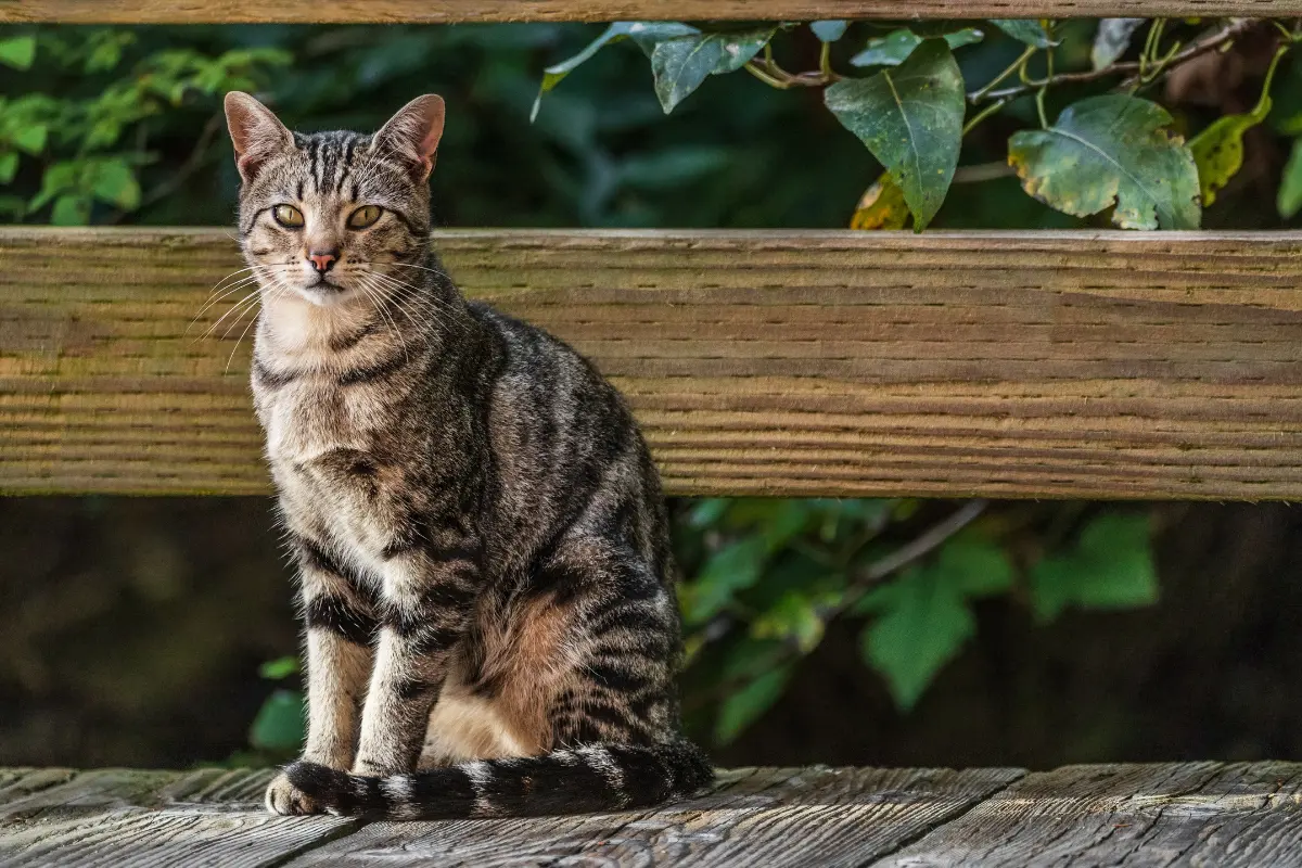 Un estudio noruego descubrió los secretos de los gatos al salir de casa. Foto: Canva