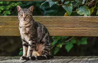¿A dónde van los gatos cuando salen de casa? Estudio revela la respuesta