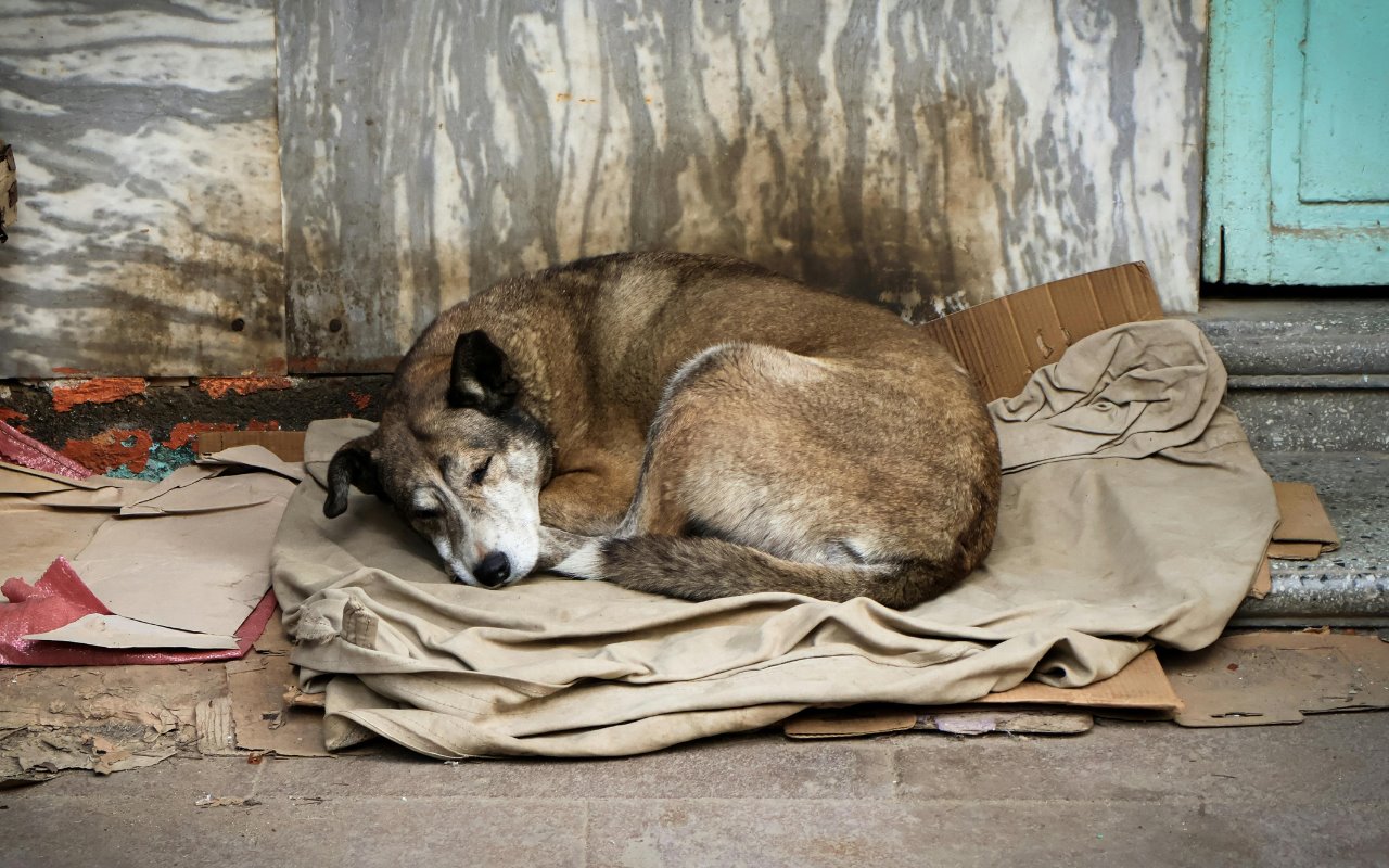 Perro callejero. Foto Cortesía