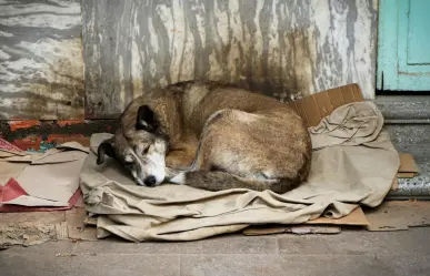 Centros de Bienestar animal en Edomex, denuncian incumplimiento en la mayoría
