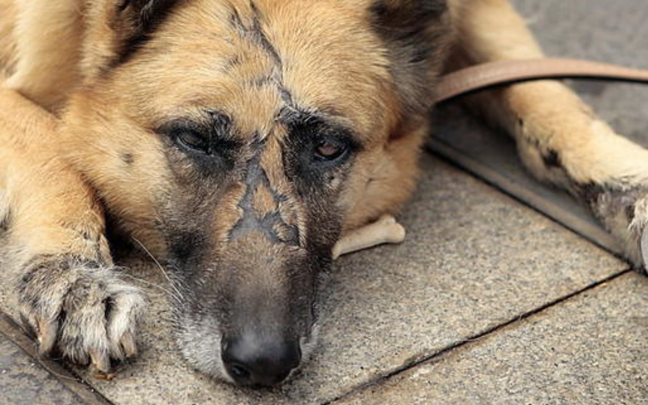 Los animales merecen ser tratados con respeto. Foto: Cortesía