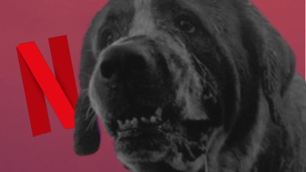 Netflix da luz verde a nueva versión de Cujo, la novela de Stephen King