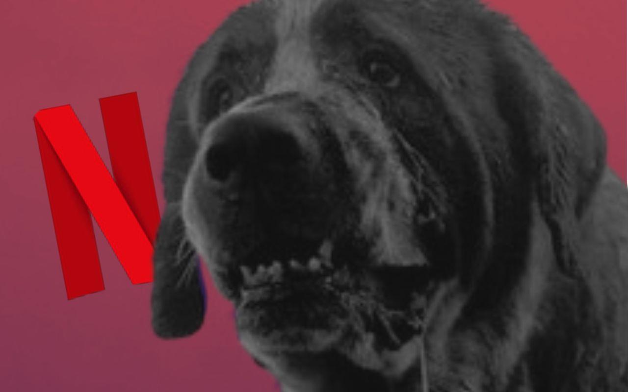 Una re adaptación de la novela Cujo de Stephen King cayó en manos de Netflix. FOTO: CANVA/IMDb