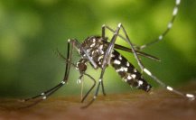 Disminuyen casos de dengue en Tamaulipas, ¿cómo puedes prevenirlo?