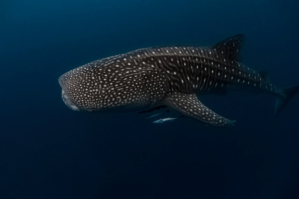 Tiburón ballena, la majestuosa especie que gusta del Mar de Cortés. Foto: Adobe Stock.