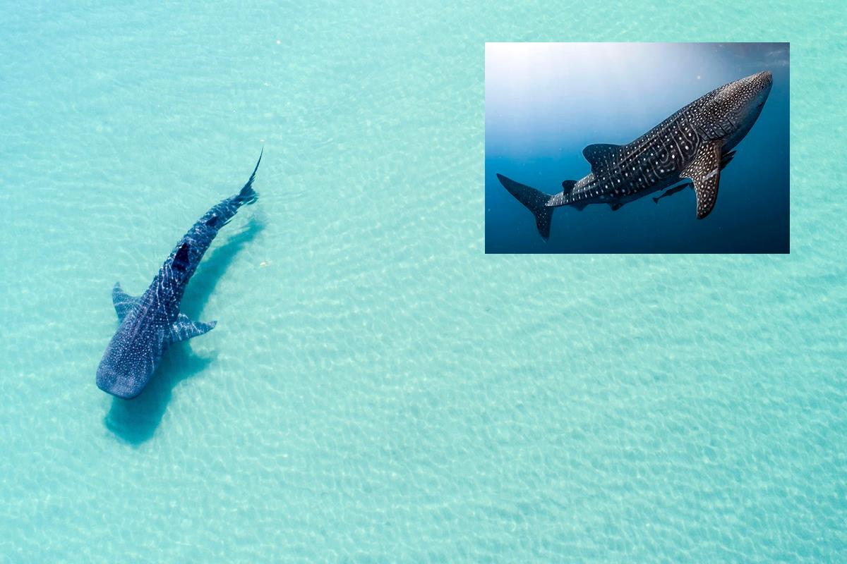 Escasea el tiburón ballena en la bahía de La Paz. Fotos: Adobe Stock | Delphinus World