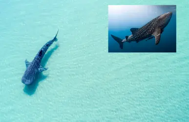 ¿Por qué el fenómeno de ´La Niña´ podría estar afectando a los tiburones ballena de la Bahía de La Paz?