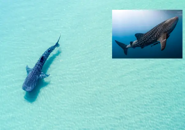 ¿Por qué el fenómeno de ´La Niña´ podría estar afectando a los tiburones ballena de la Bahía de La Paz?