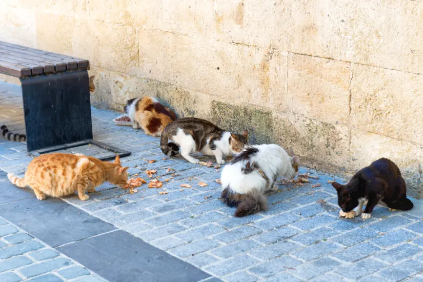 ¿Dónde van los gatos al salir? Un estudio de NMBU tiene la respuesta. Foto: Canva