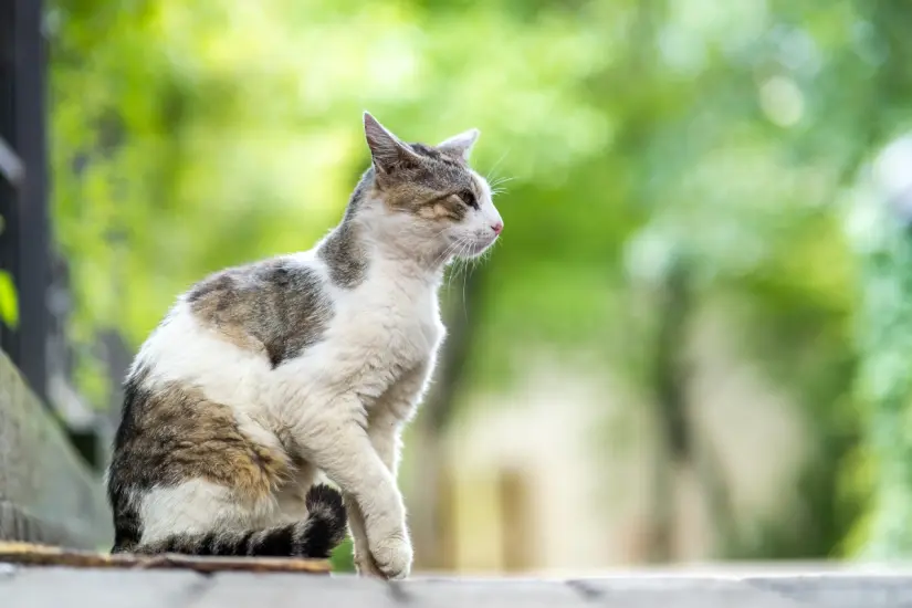 Un estudio noruego desvela el misterio detrás de los paseos felinos. Descubre a dónde van y por qué exploran. Foto: Canva