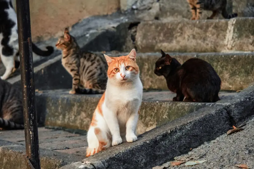 Misterio felino resuelto: científicos revelan a dónde van los gatos cuando salen de casa. Foto: Canva