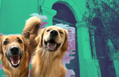 Conoce "La Casa de Janis" hotel y guardería para perritos y gatitos en Monterrey