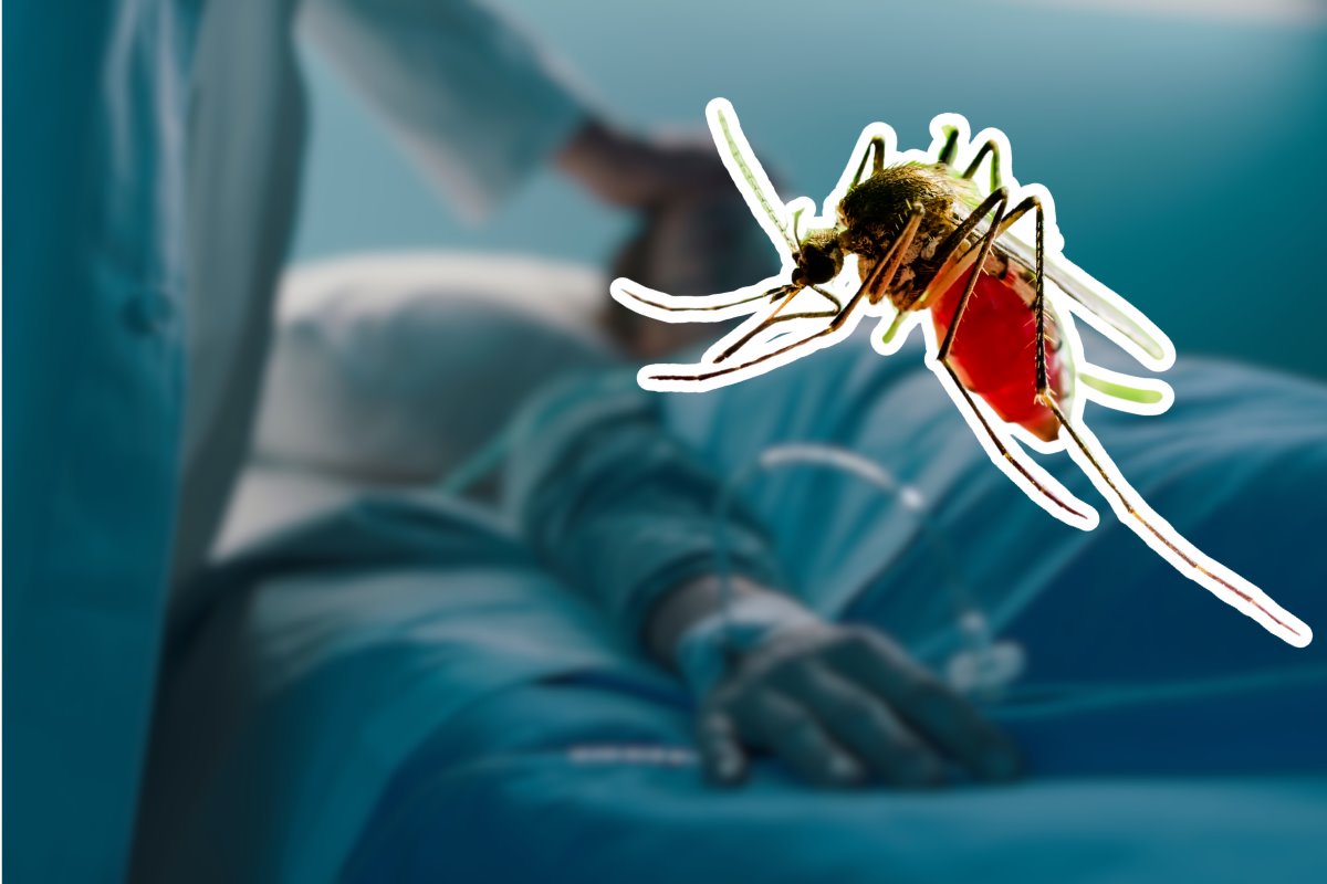 La Secretaría de Salud informó que el 60% de los casos de dengue son graves. Foto: CANVA