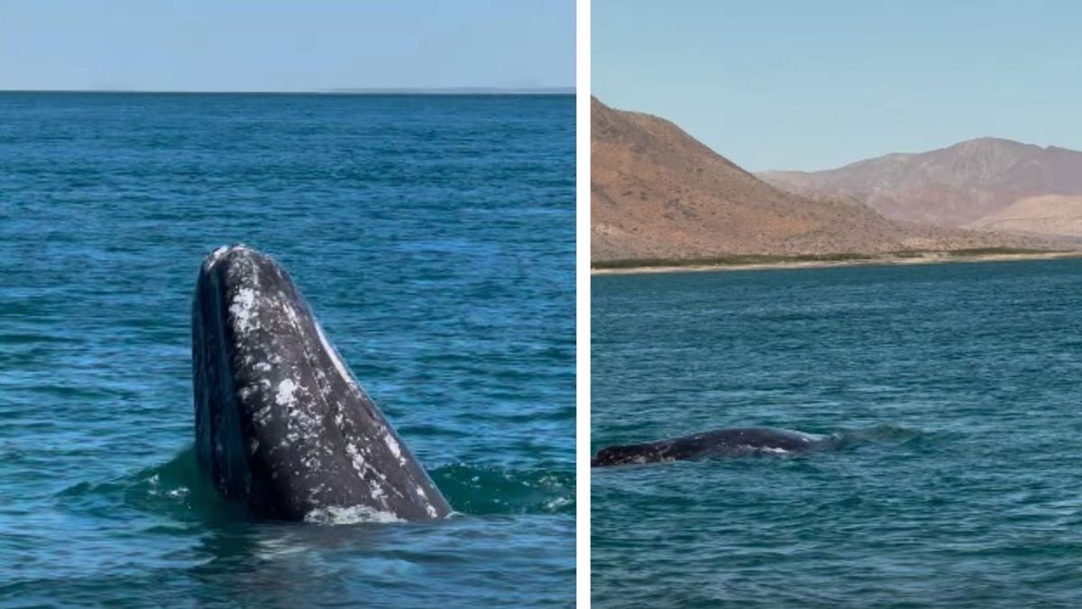 Puerto Chale es reconocido por el avistamiento de la ballena gris, atractivo principal para turistas y visitantes. Foto: Instagram / Ricardo Pérez