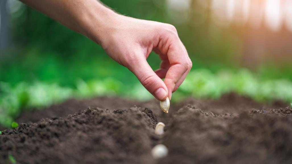 Estas son las 5 plantas para sembrar en esta próxima primavera