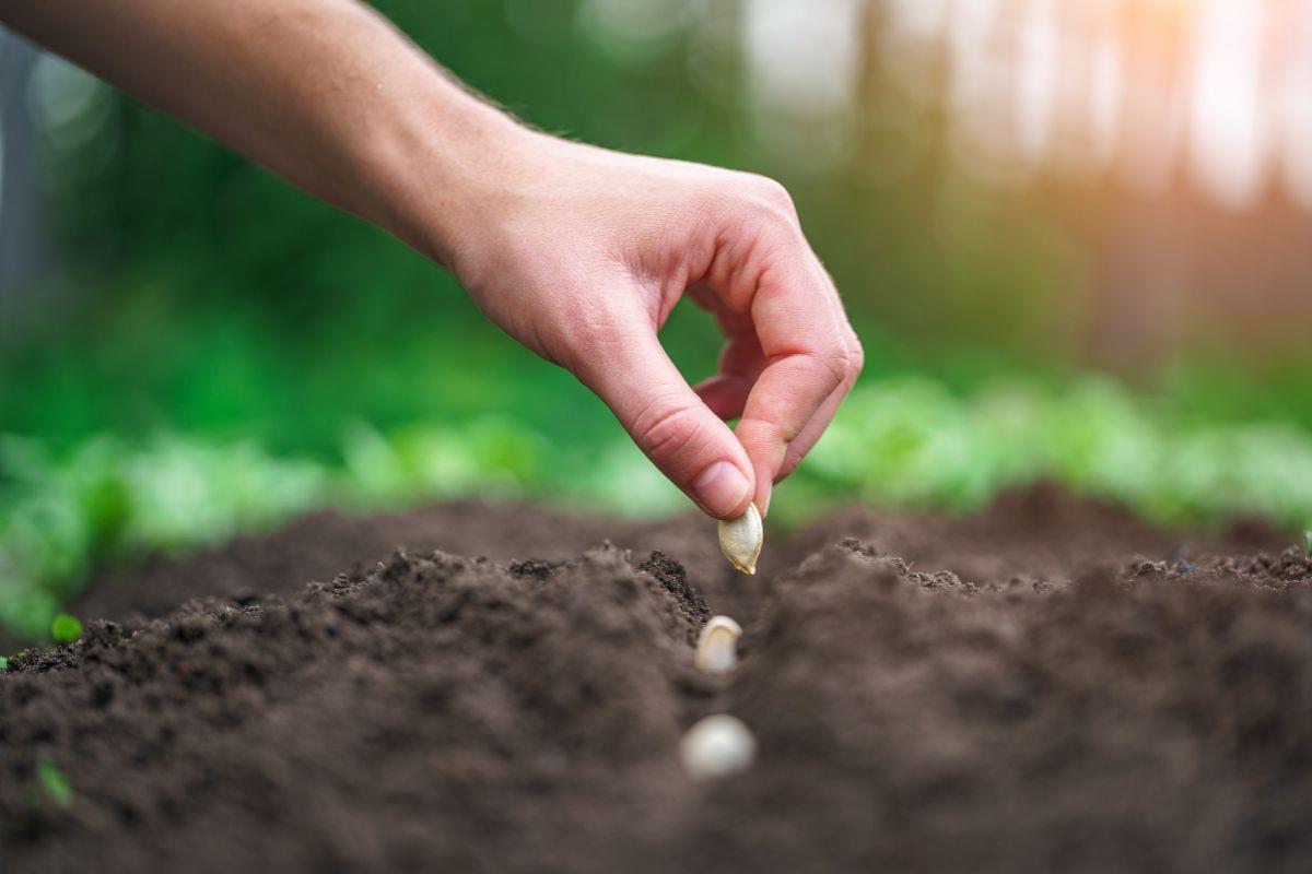 La estación se caracteriza por temperaturas templadas, días más largos y un ambiente propicio para la jardinería. Foto: CANVA