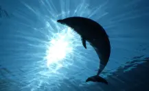 Profepa suspende espectáculos con delfines en el Hotel Barceló Riviera Maya