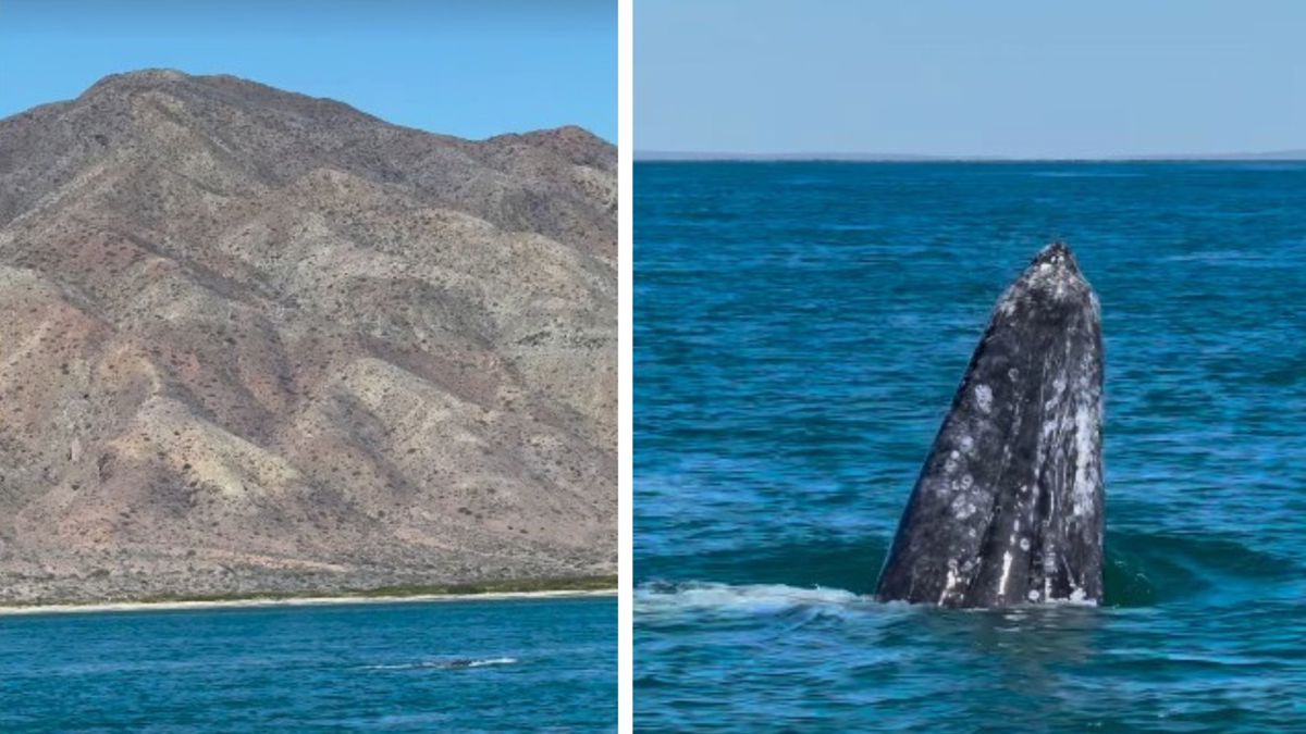 Durante el recorrido, las ballenas nadaron cerca de la embarcación, sorprendiendo a los turistas. Foto: Instagram / Ricardo Pérez