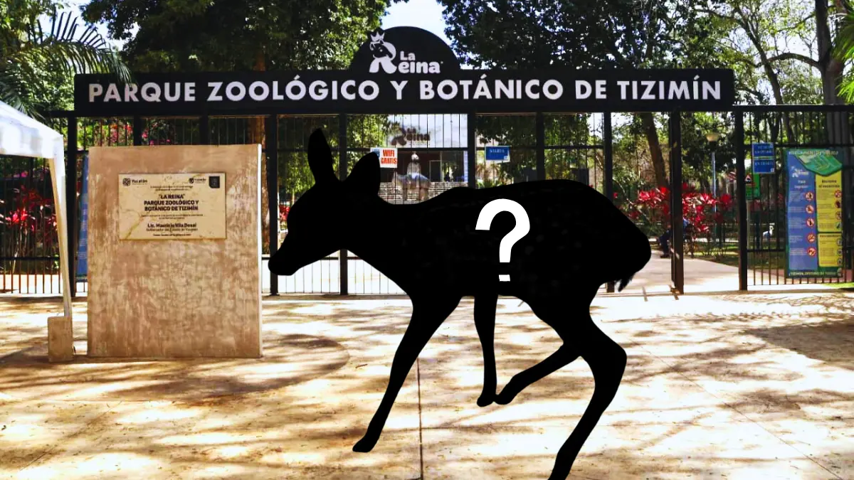 El zoológico de Tizimín celebra 50 años este 2025 Foto: Redes Sociales/Canva
