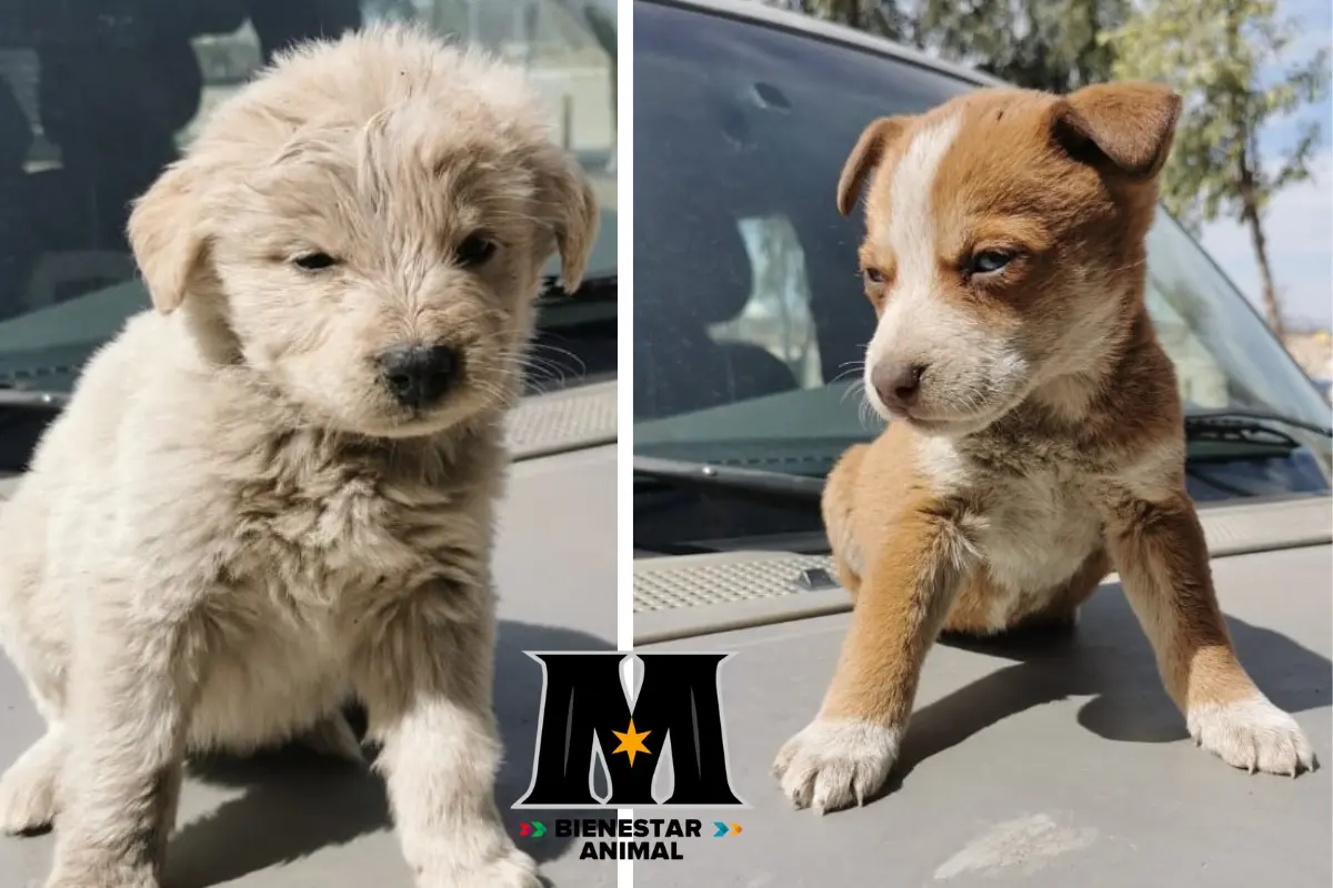 En esta primera edición de la feria, un total de 15 perros y un gato estarán disponibles para adopción./Foto: FB Centro de Bienestar Animal Monclova