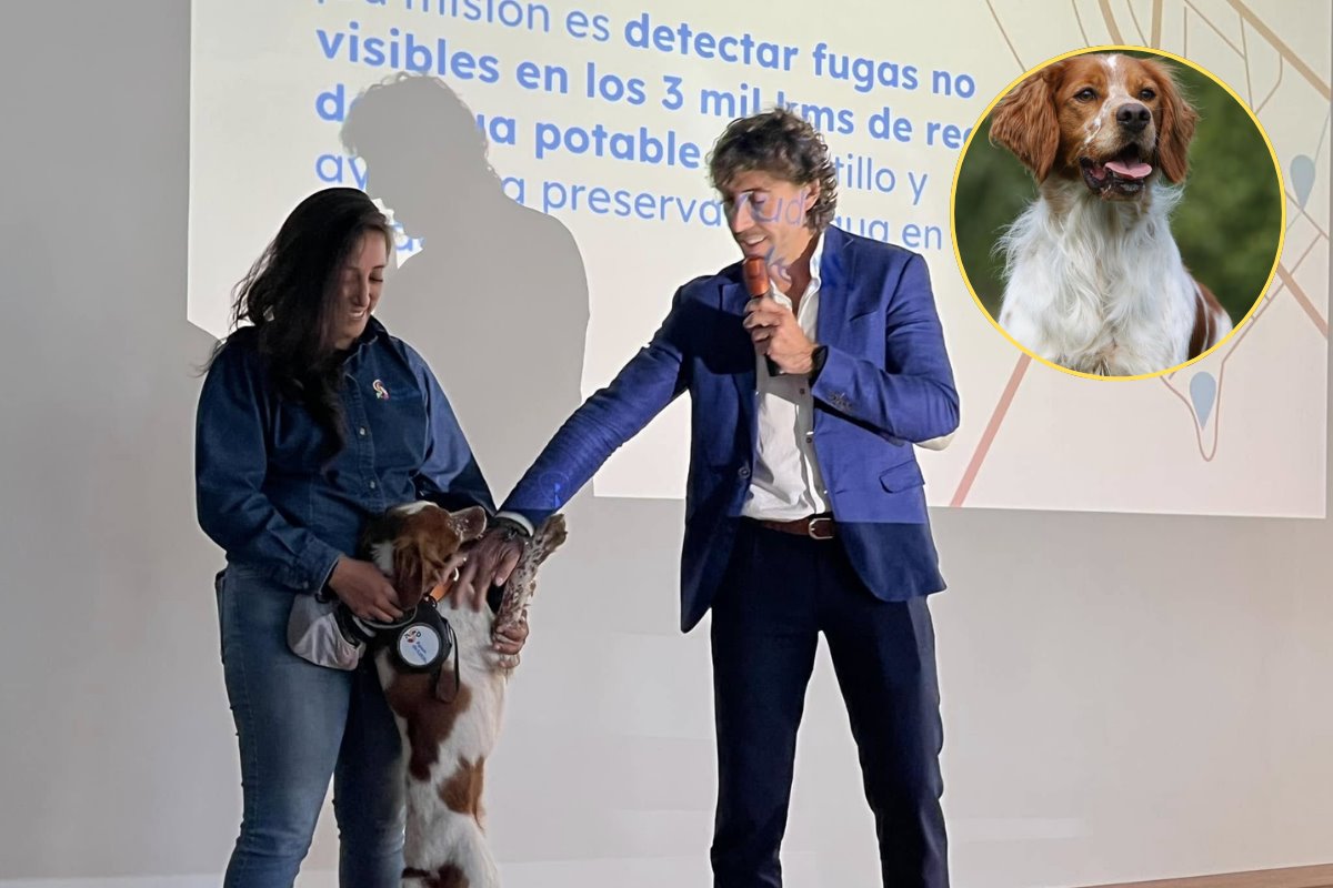 La detección de fugas de agua con perros entrenados permite a Aguas de Saltillo optimizar recursos y reducir el desperdicio de agua./Foto: FB Marco Juárez/ HOLA