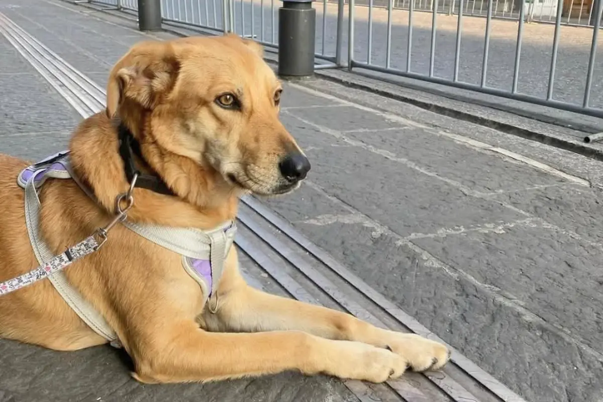 Perrito Carolino. Créditos: RRSS.