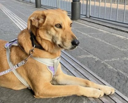 Paro en la Universidad Autónoma de Puebla afecta a mascota universitaria: expulsan al perrito "Carolino"