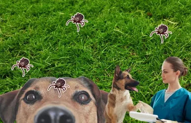 3 Recomendaciones de autoridades de Nuevo León para prevenir la rickettsia en perros