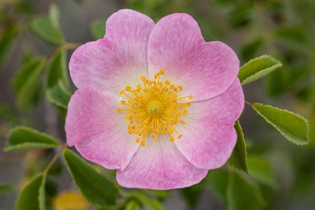 La llegada de la primavera, los jardines, parques y espacios verdes se llenan de color y aroma. Foto: CANVA