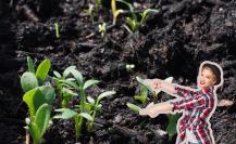 Estos son algunos consejos para sembrar plantas en primavera