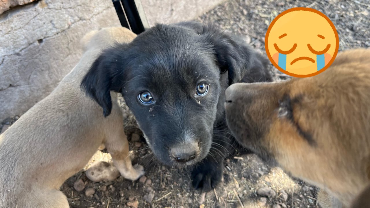 Algunos de los perritos que son adoptados en Durango no tienen una historia feliz. Foto: Jesús Carrillo.