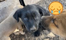 El triste destino de muchos de los perros que son adoptados en Durango