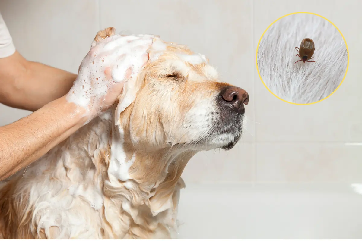 Esta campaña busca proteger a perros y gatos contra enfermedades como la rabia, además de prevenir la proliferación de pulgas y garrapatas./Foto: Canva