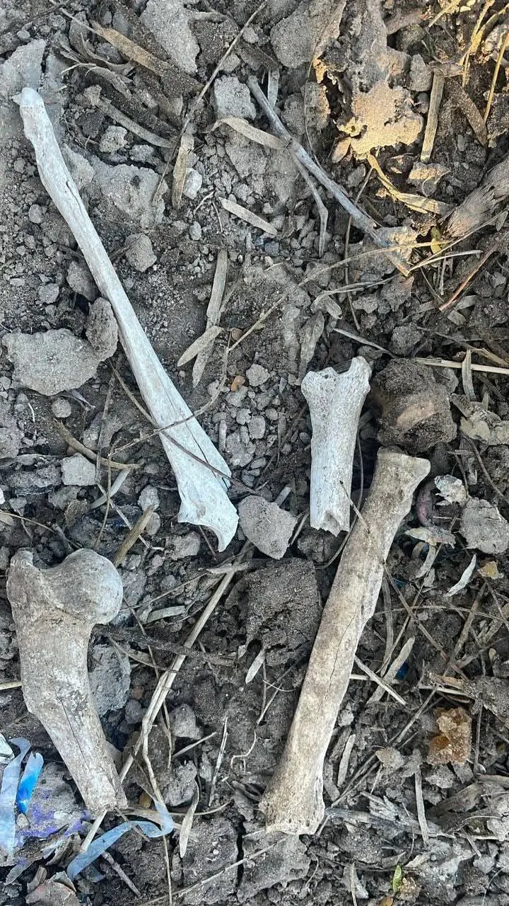 imagen recuadro Los restos han sido trasladados al Servicio Médico Forense para su análisis por un equipo de antropólogos, genetistas, criminalistas y médicos forenses, con el fin de extraer ADN e identificar a las víctimas. Foto: Redes sociales