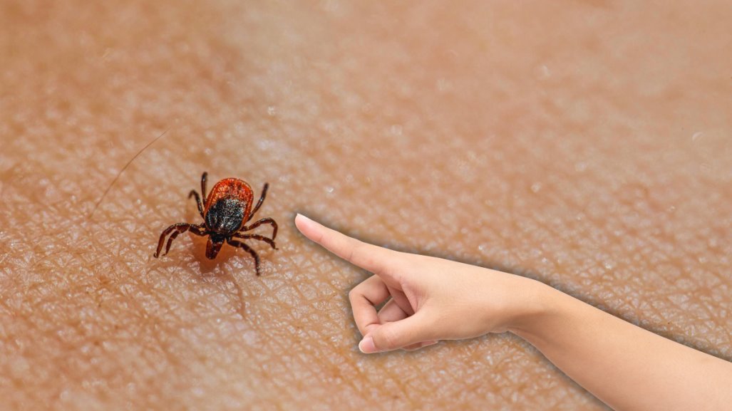 Realizan primeros estudios sobre la rickettsia en Yucatán, enfermedad transmitida por garrapatas