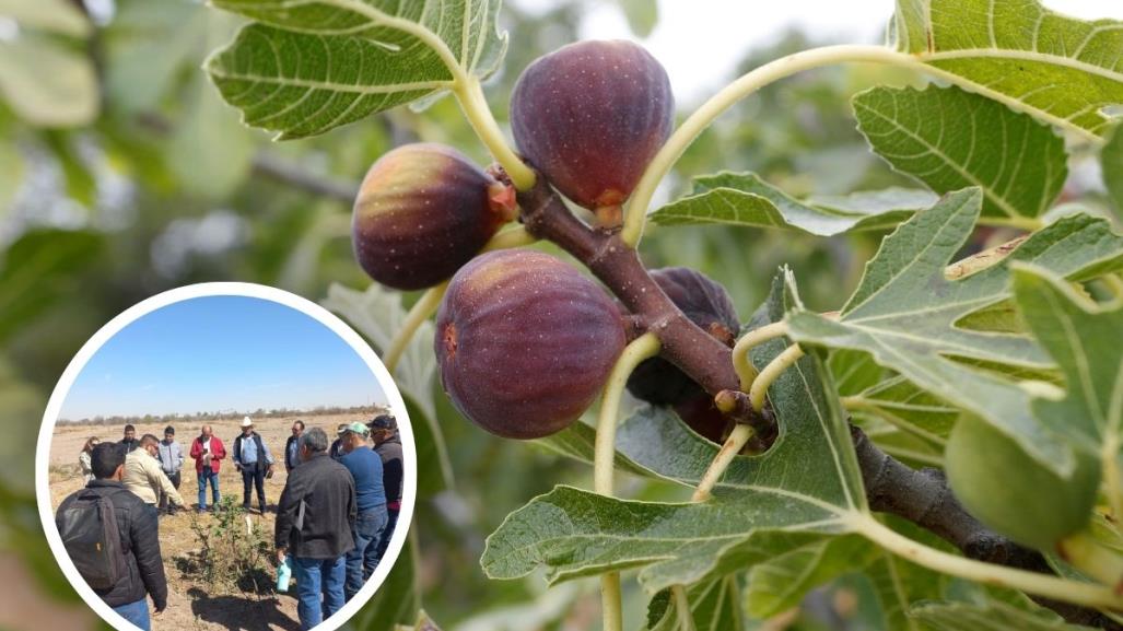 Higo en Coahuila, la nueva apuesta de cultivo en la región, ¿por qué?