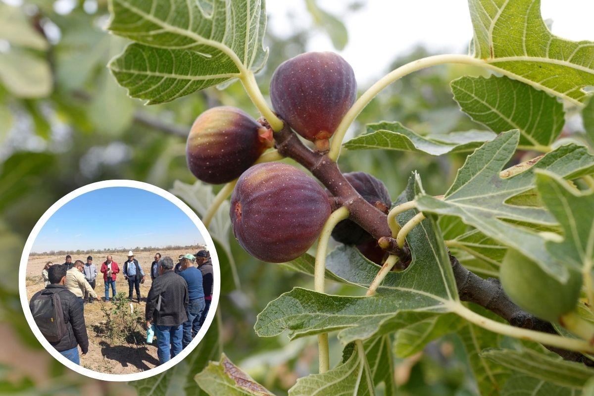 Cultivo de higo en Coahuila, capacitación de productores / Foto: Gobierno de Coahuila | Canva