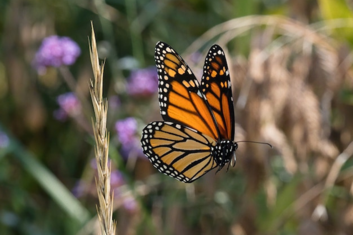 La observación de la mariposa monarca en Tamaulipas se ha hecho en diversos municipios del estado, pero en donde hay más reportes es en el municipio de Gómez Farías, lo que nos habla de la importancia de la Reserva de la Biósfera El Cielo para esta especie. Foto: Daniel Espinoza