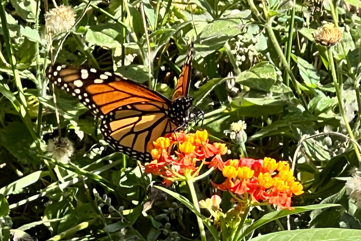 La observación de la mariposa monarca en Tamaulipas se ha hecho en diversos municipios del estado, pero en donde hay más reportes es en el municipio de Gómez Farías, lo que nos habla de la importancia de la Reserva de la Biósfera El Cielo para esta especie. Foto: Daniel Espinoza